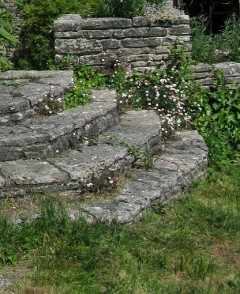 Fleabane