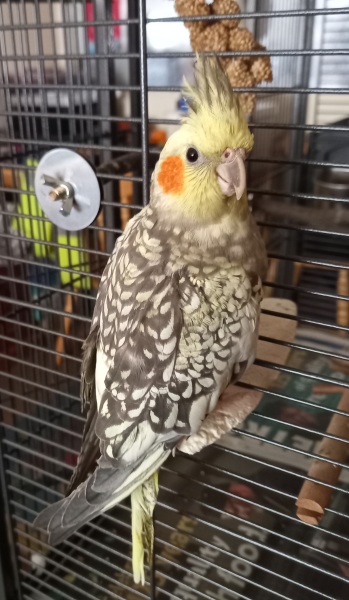 Thread 51 Sunak: A William Hill to die on