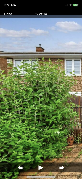 What type of plant is this?