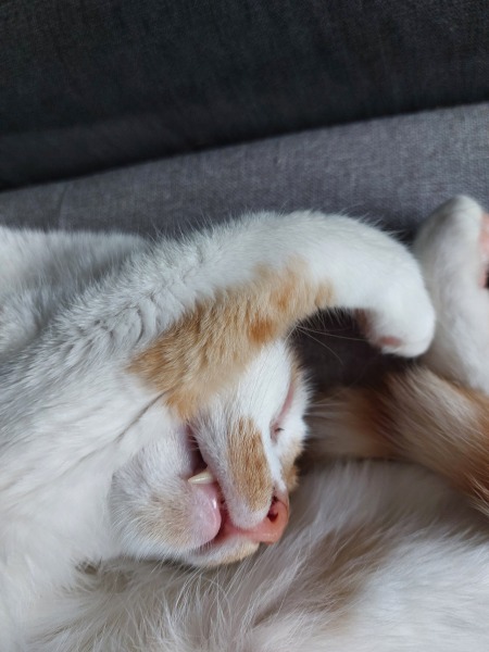 Thread 48 - Sunak - Capsized on the Ship of Lies