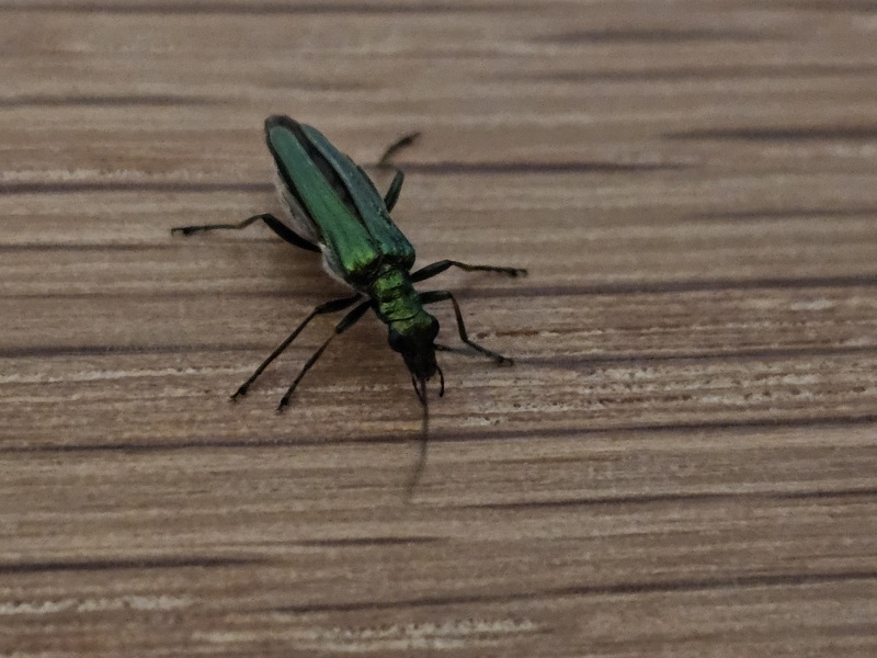 The One where TC moved to Scotland and joined the Excellent Cats