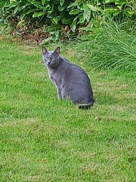 Thread 51 Sunak: A William Hill to die on