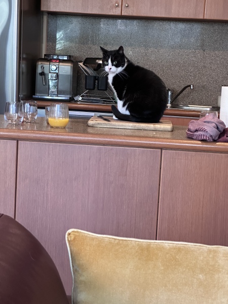 The One where TC moved to Scotland and joined the Excellent Cats