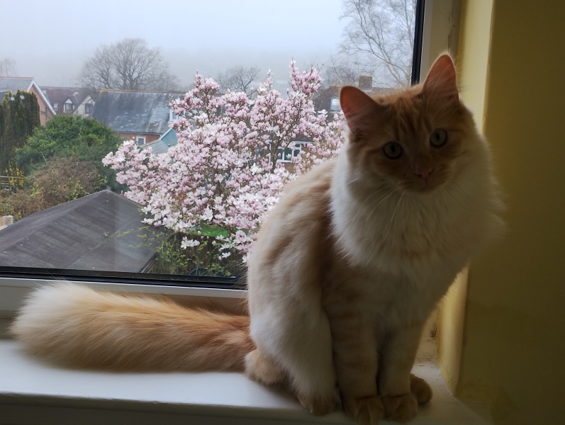 Family cat suggestions