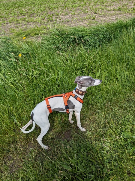 Puppy Survival Thread for New and Old Pups - Spring is around the corner!