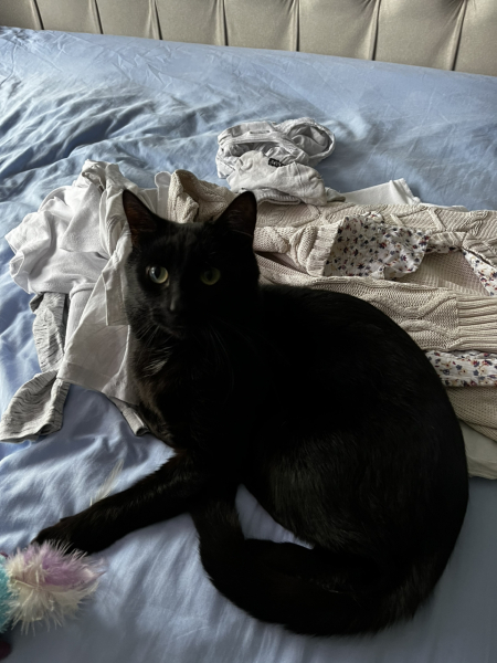 Machiavellian Misbehaviour- the Excellent Cats Deny Everything