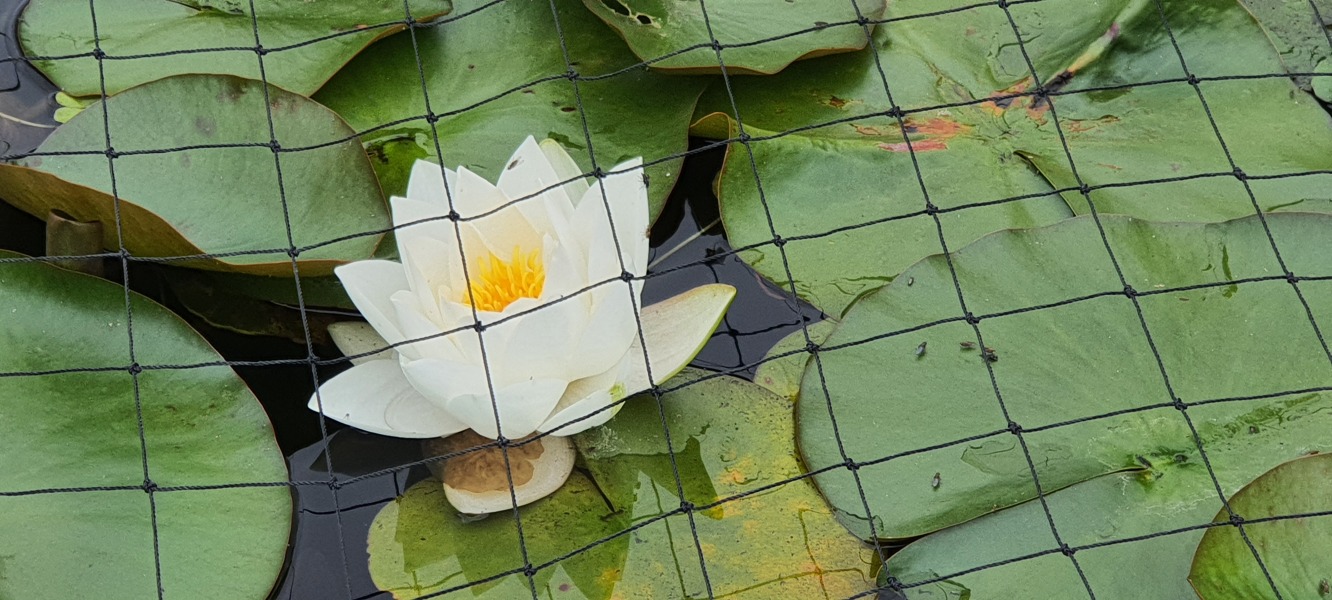 Stage 4 cancer... ? incurable? Thread #2 is here.  In memory of our inspiring, lovely mowly77