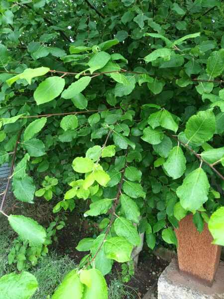 Plant identification app