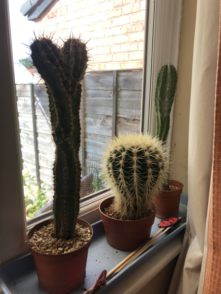 What have you done in the garden today? Part 5