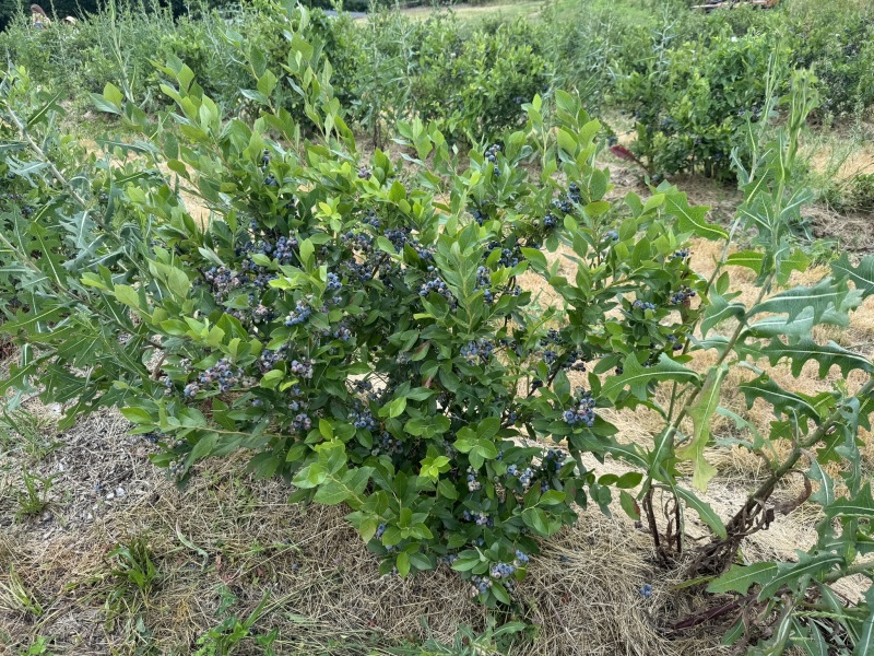 Come and tell me your dull and unexciting news 30: Calmly through the day