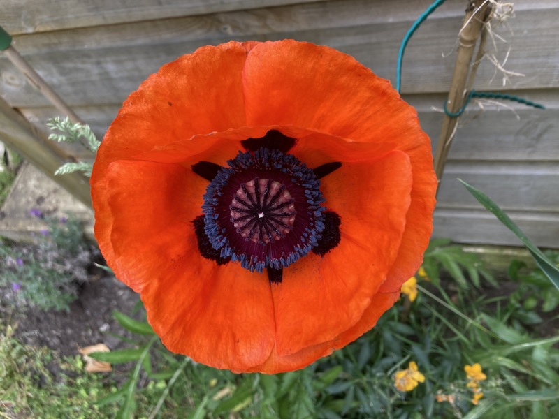 Thread 51 Sunak: A William Hill to die on