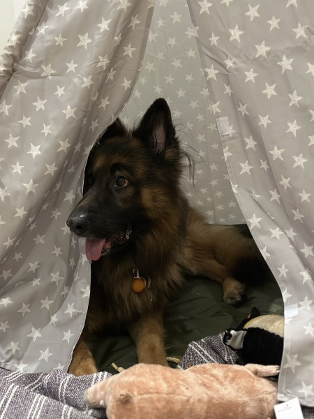 Tell me the best thing/s about having a dog