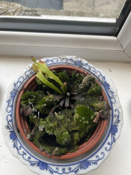 Failing Venus fly trap.
