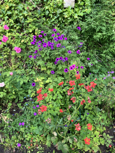 What have you done in the garden today? Part 5