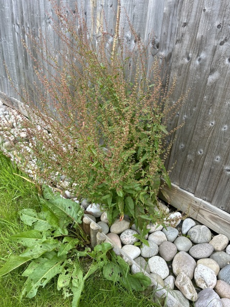 Does anyone know what these weeds/plants are?