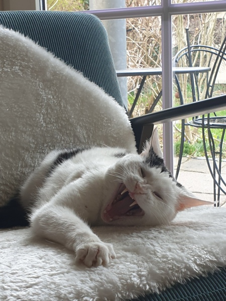 Cat dental extraction - reassure me please!