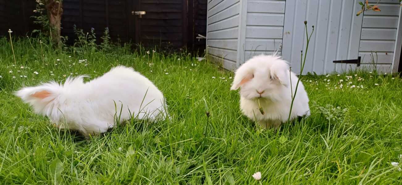 Shall we have a pet thread? Something nice for over the weekend 😁