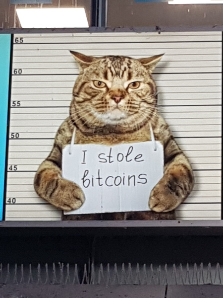 The One where TC moved to Scotland and joined the Excellent Cats