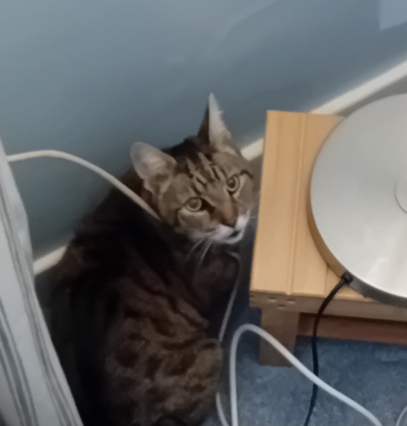 The One where TC moved to Scotland and joined the Excellent Cats