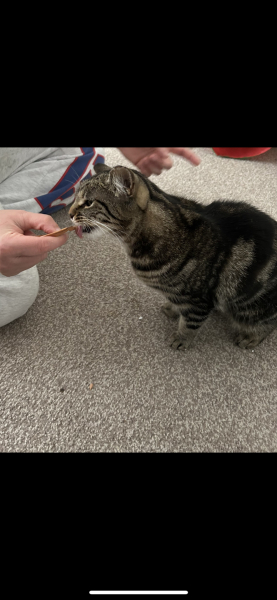 Is my cat too thin?