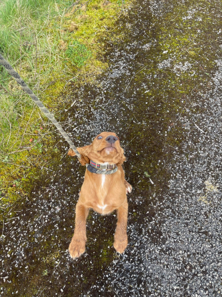 Shall we have a pet thread? Something nice for over the weekend 😁