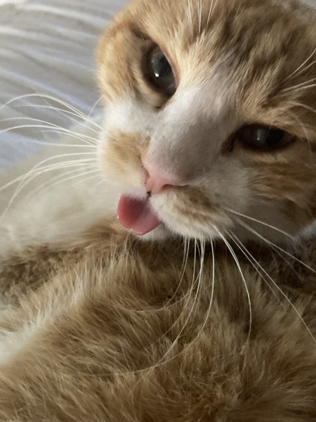 Shall we have a pet thread? Something nice for over the weekend 😁