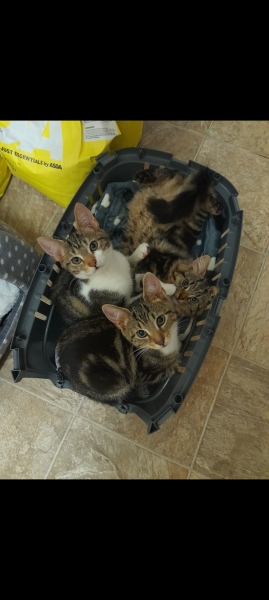 Shall we have a pet thread? Something nice for over the weekend 😁