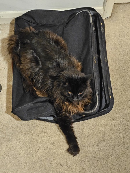New (first) cat - what sort of bed?