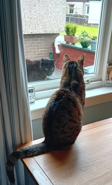 The One where TC moved to Scotland and joined the Excellent Cats