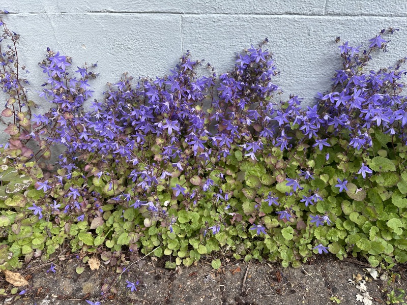 Sunshine, Flowers & Weddings ~ June Flylady thread