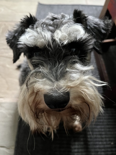 Thread 51 Sunak: A William Hill to die on