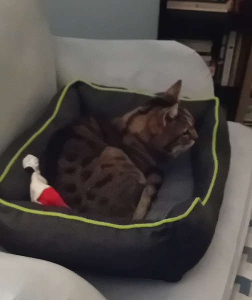 The One where TC moved to Scotland and joined the Excellent Cats