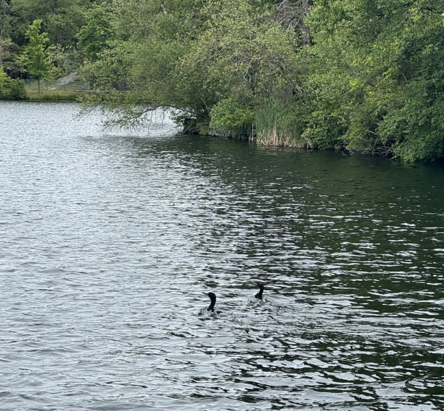 Come and tell me your dull and unexciting news 30: Calmly through the day