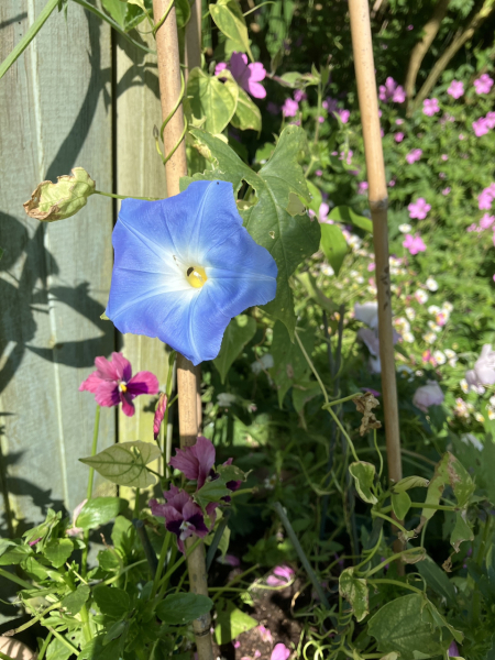 What have you done in the garden today? Part 5