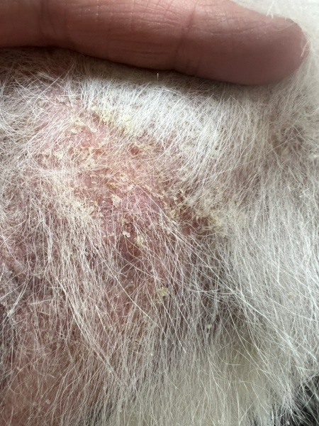 Why is my dogs skin like this?