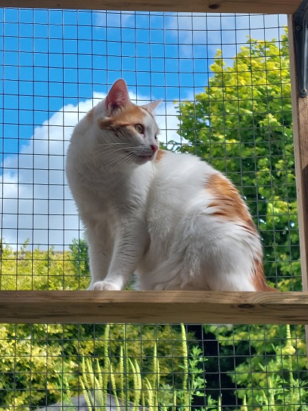 Thread 52 Sunak: The Final Countdown