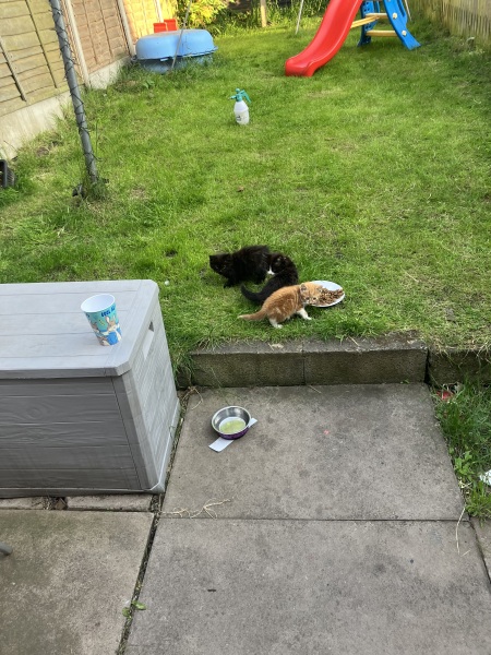 Neighbourhood kittens