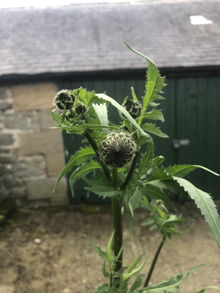 What have you done in the garden today? Part 5