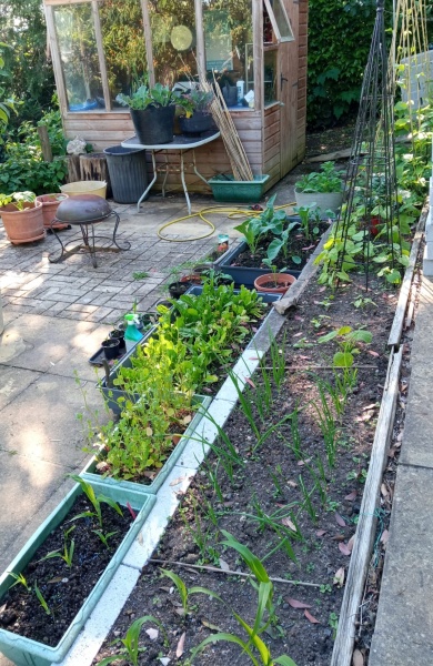 The Vegetable Patch 2024/2025