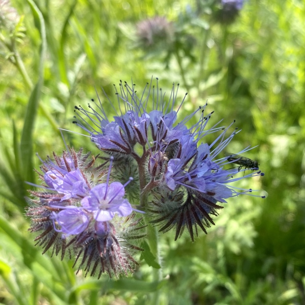 Wildflower meadow