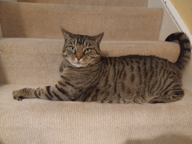 Thread 52 Sunak: The Final Countdown