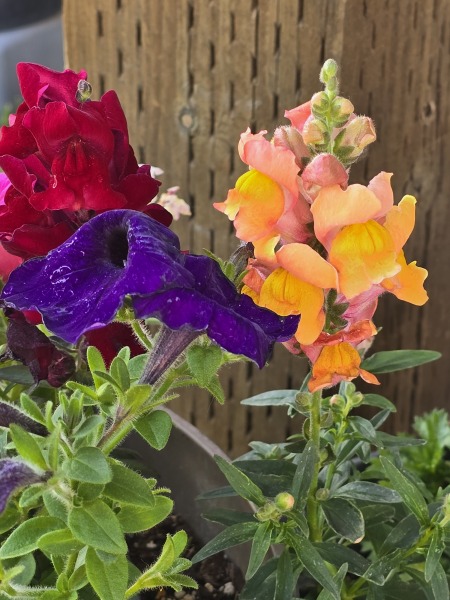 Sunshine, Flowers & Weddings ~ June Flylady thread