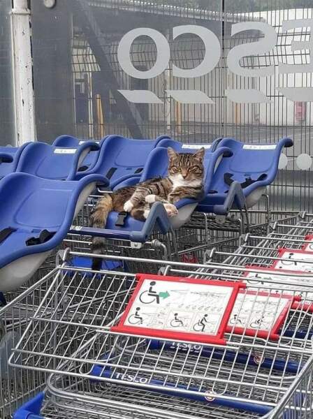 The One where TC moved to Scotland and joined the Excellent Cats