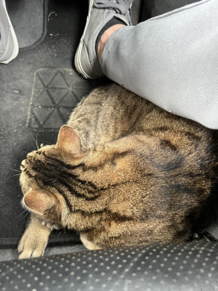 TC part 6.  The Furry Menace.