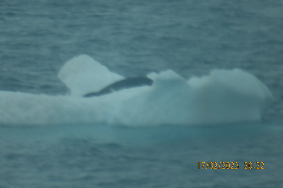 anyone seen an iceberg?