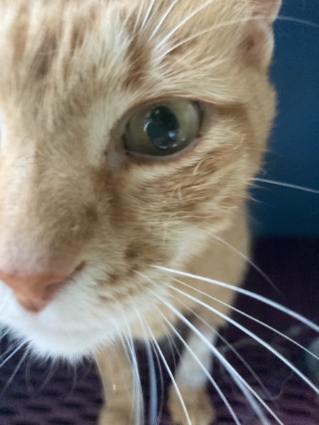 Cat v. poorly, might not make it