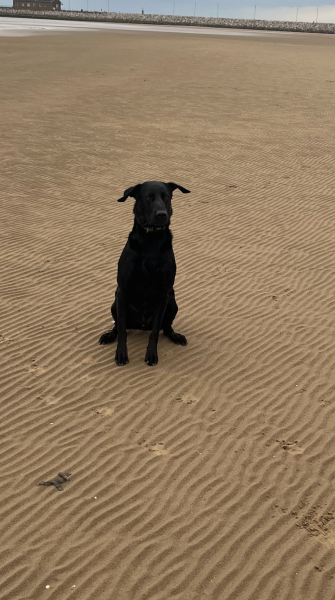 favourite thing your dog does?
