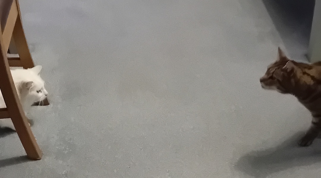 The One where TC moved to Scotland and joined the Excellent Cats