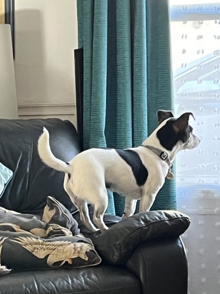 Thread 50 Sunak: Civil war, what civil war?