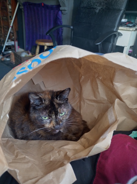 Machiavellian Misbehaviour- the Excellent Cats Deny Everything